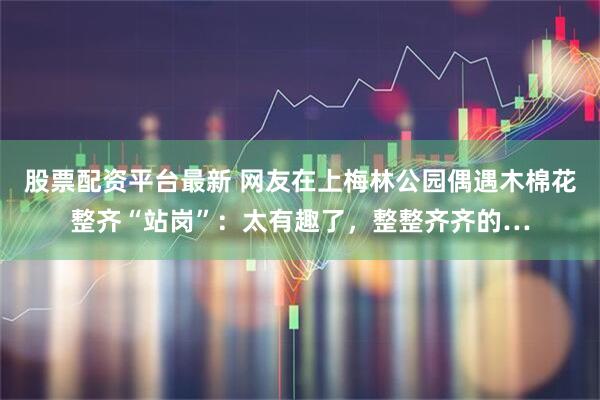 股票配资平台最新 网友在上梅林公园偶遇木棉花整齐“站岗”：太有趣了，整整齐齐的…