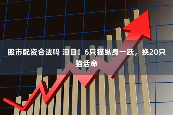 股市配资合法吗 泪目！6只猫纵身一跃，换20只猫活命